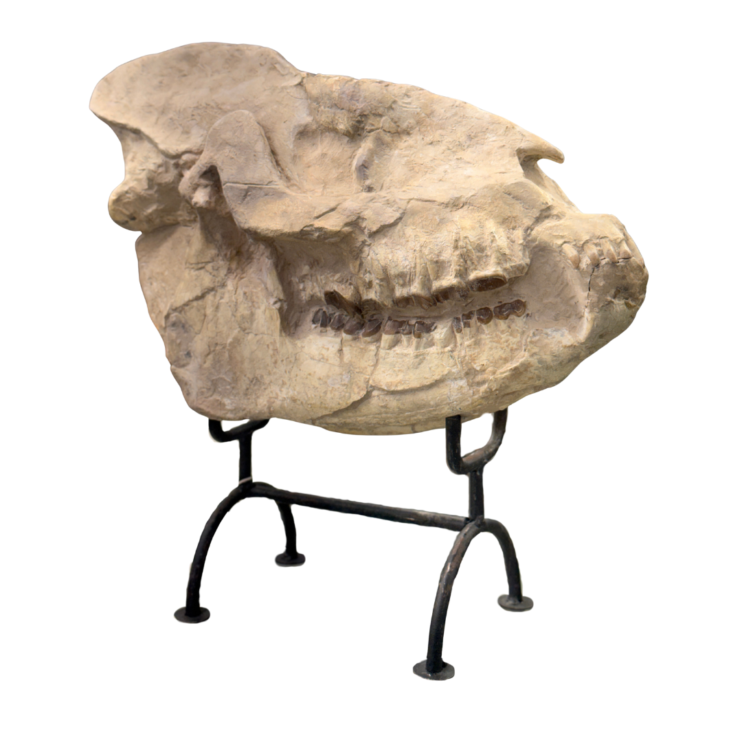 Hyracodon fossil skull showing teeth and elongated snout isolated on white background