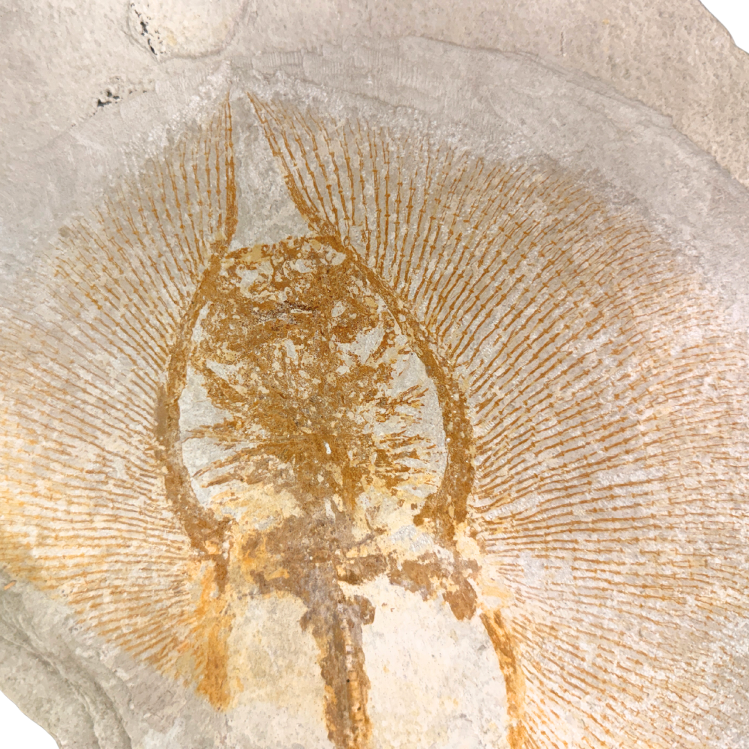 Fossil Stingray Heliobatis