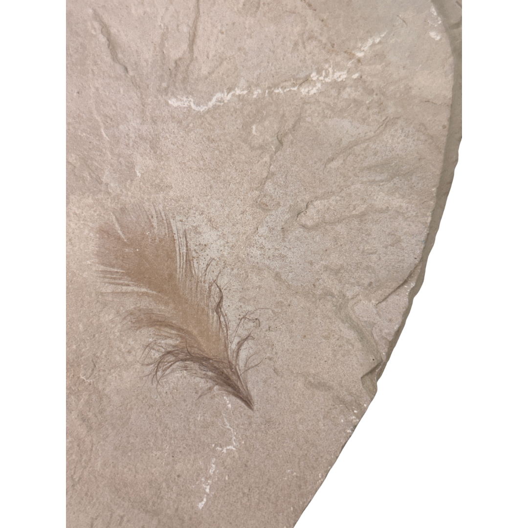 Fossil Bird Feather in Matrix