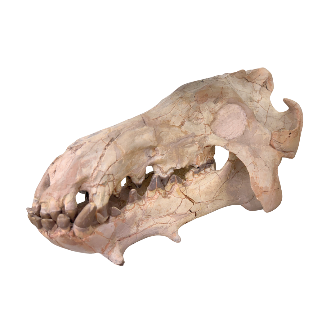 Archaeotherium Fossil