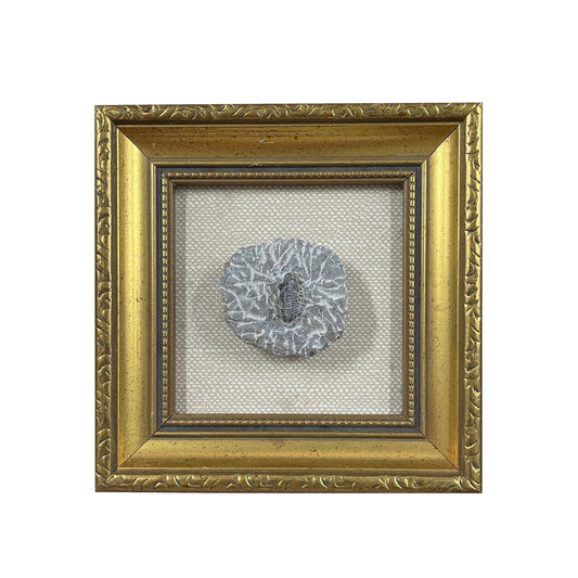 Phacops Trilobite