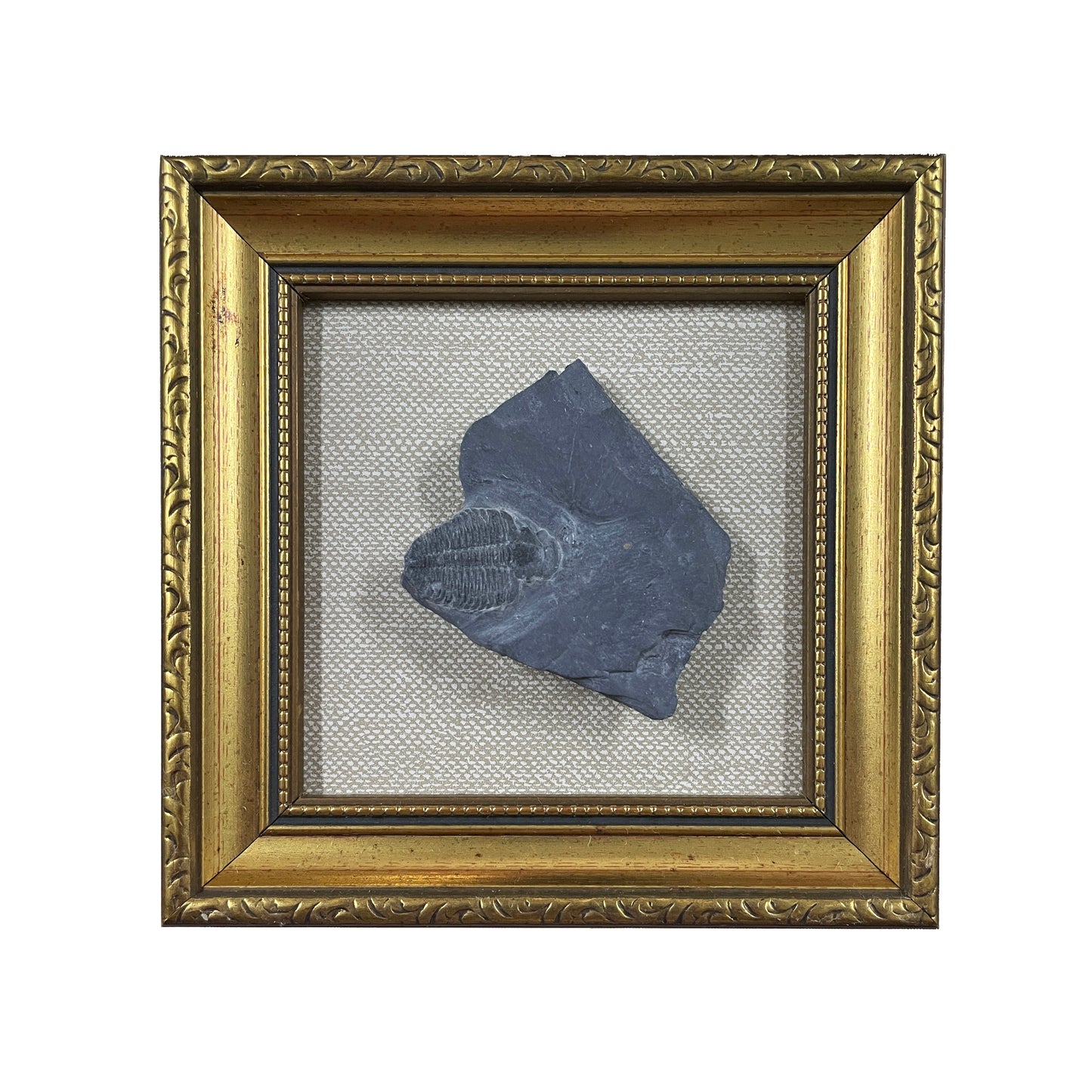 Metacanthina Trilobite