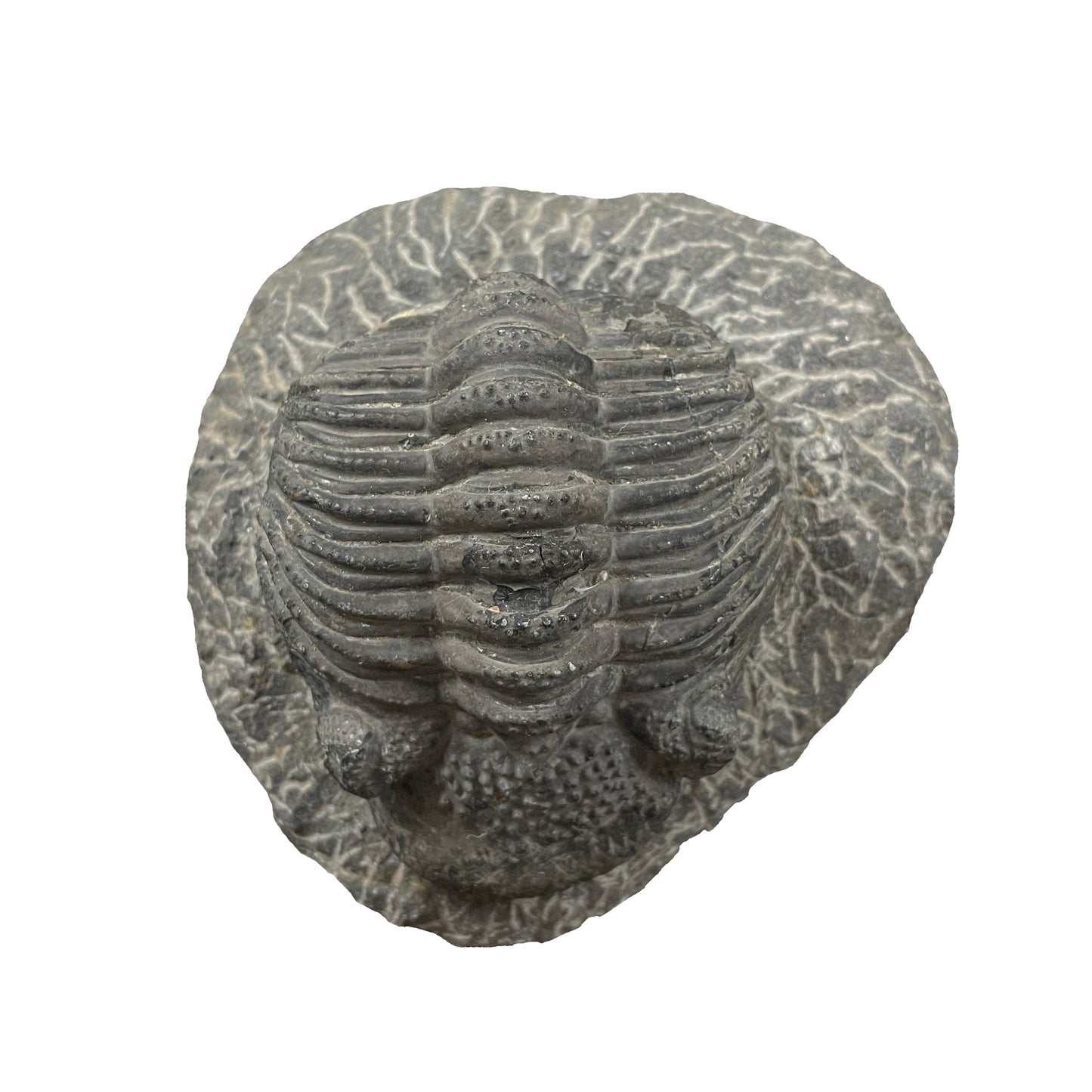 Phacops Trilobite