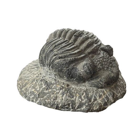 Phacops Trilobite
