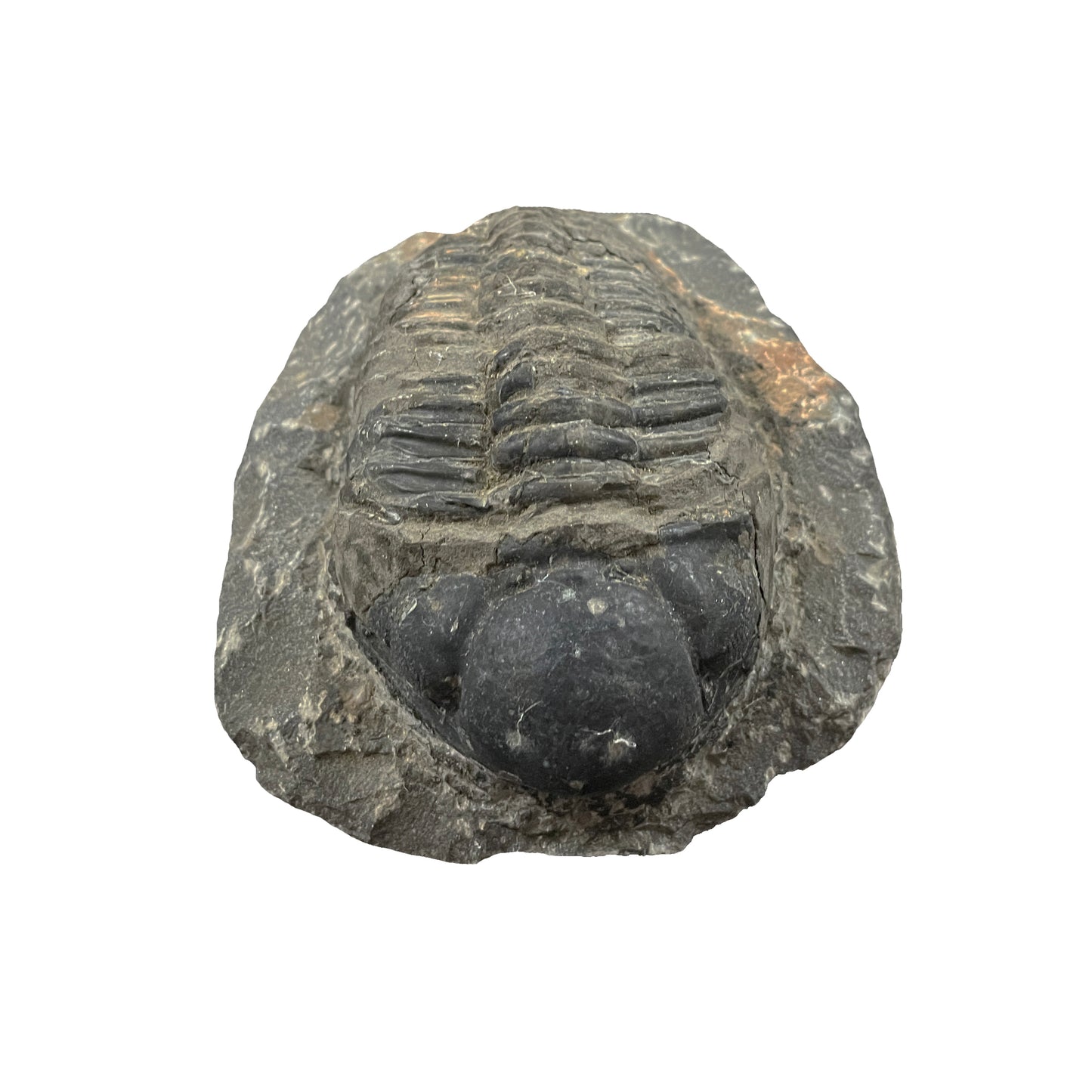 Phacops Trilobite