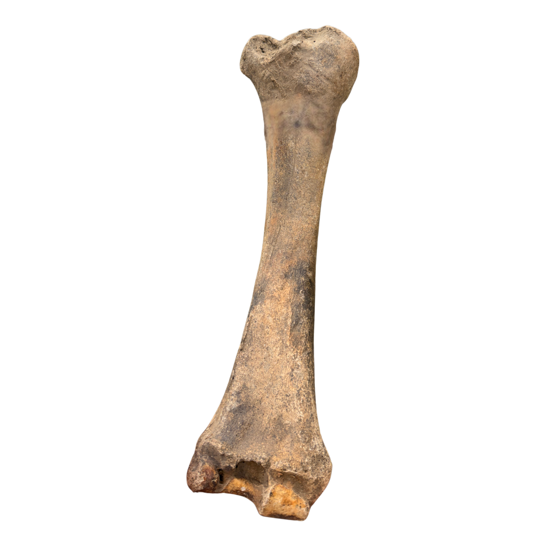 American Bison Ulna