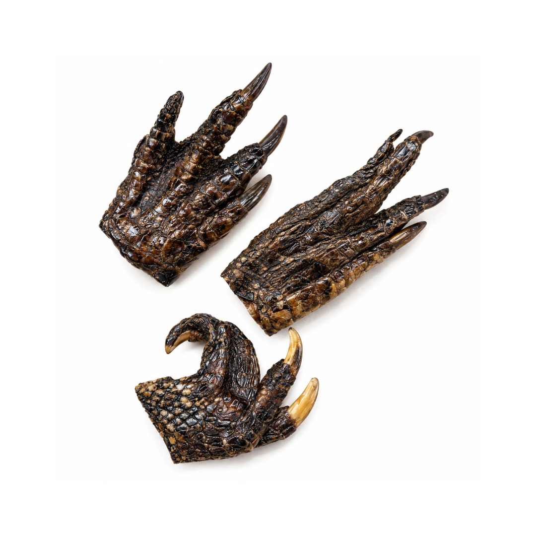 Alligator Foot