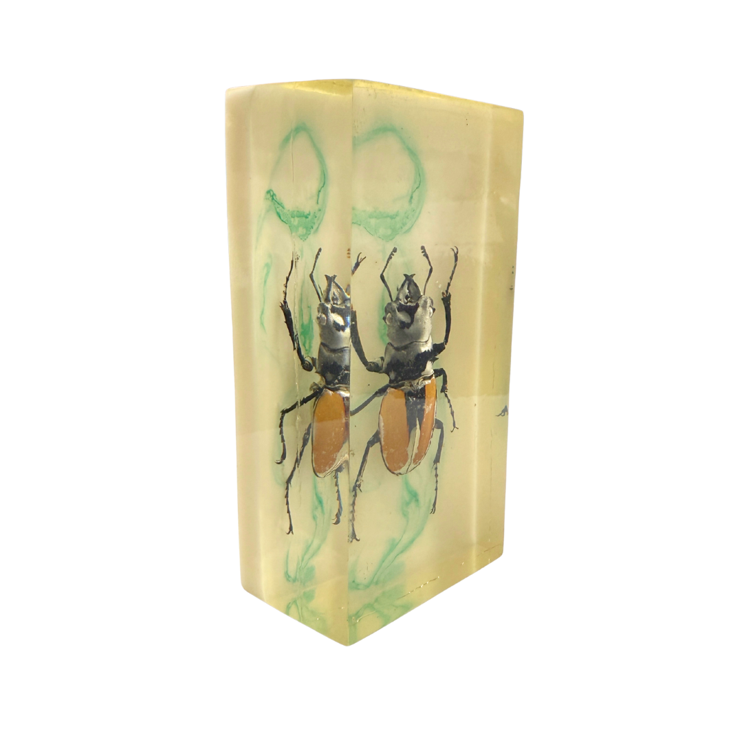 Antique Stag Beetle in Tinted Resin