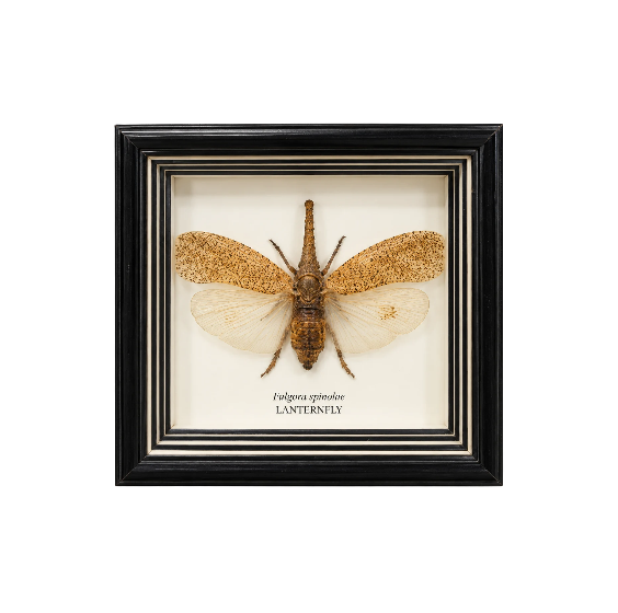Lanternfly