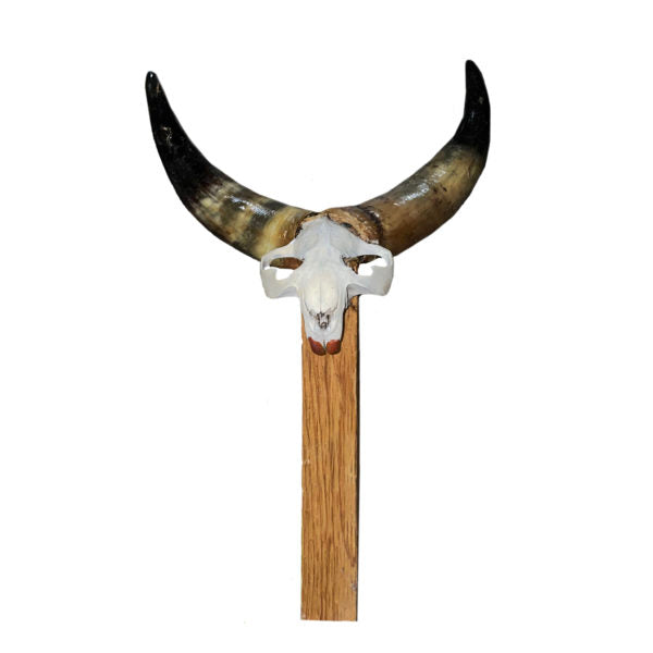 Horned beaver