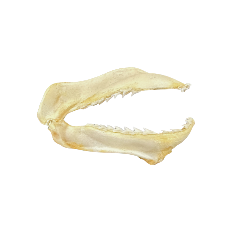 Shark Jaw