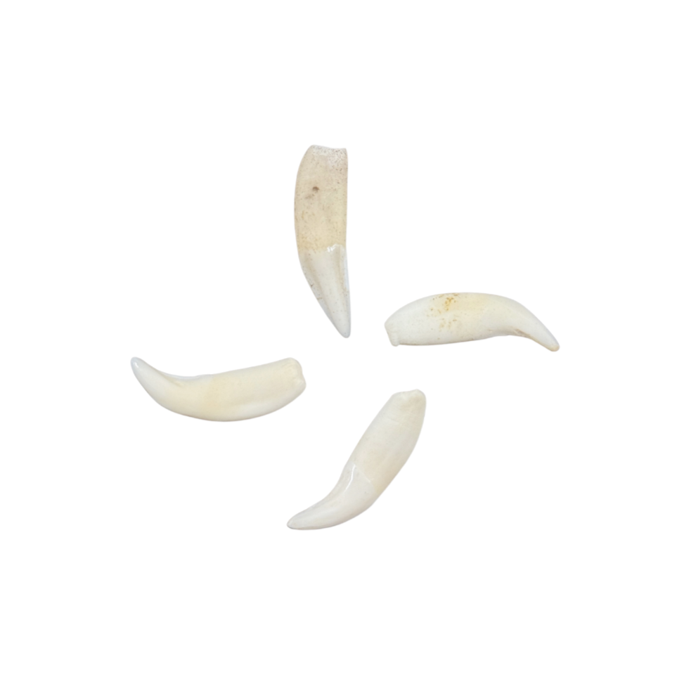 Raccoon Teeth