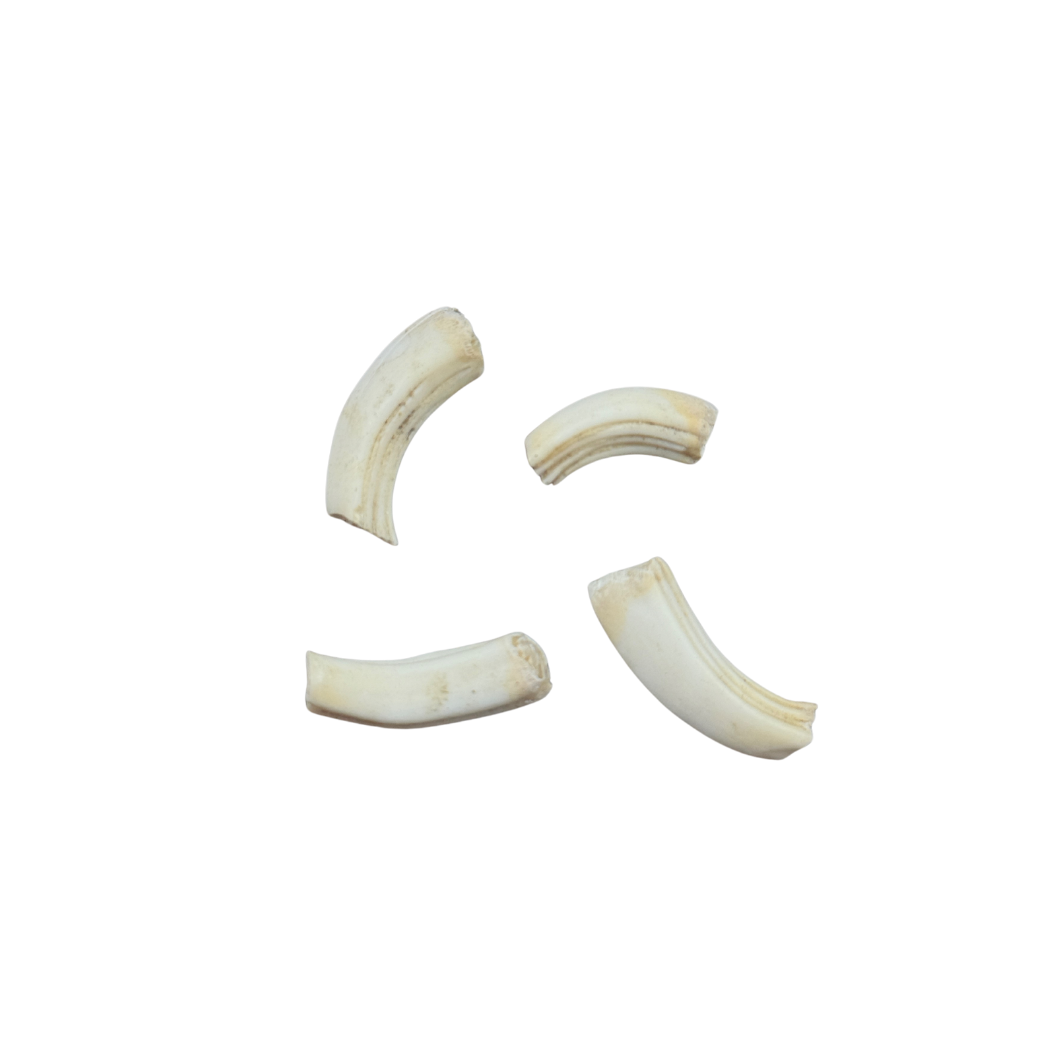 Giraffe Teeth
