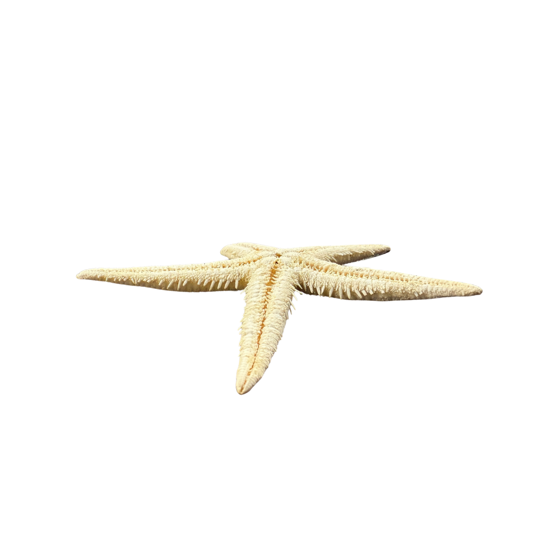 White Starfish
