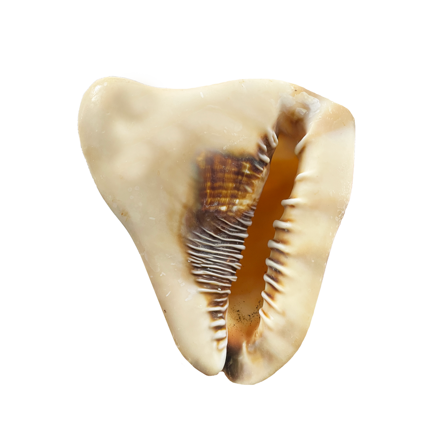 King Helmet Shell