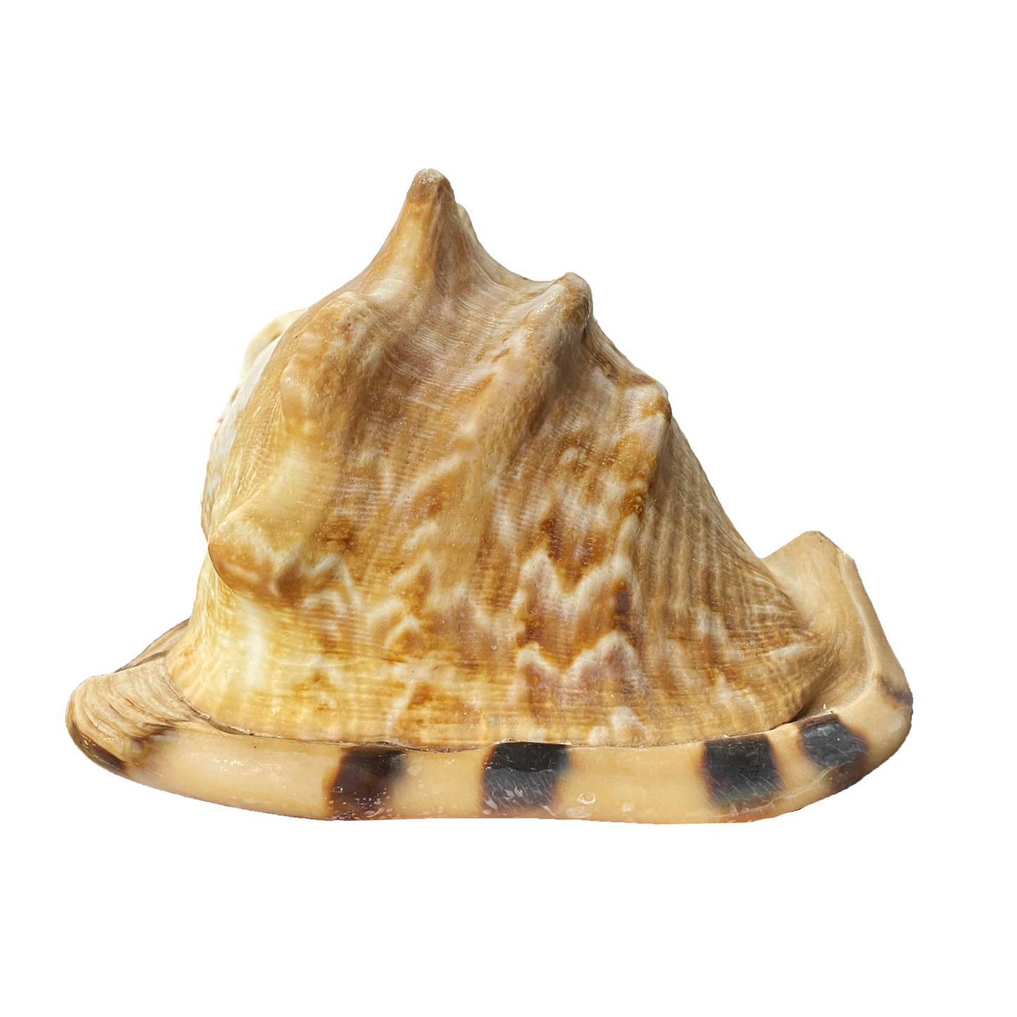 King Helmet Shell