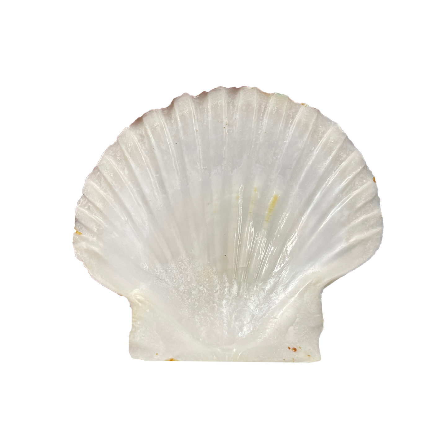 Natural Scallop Shell