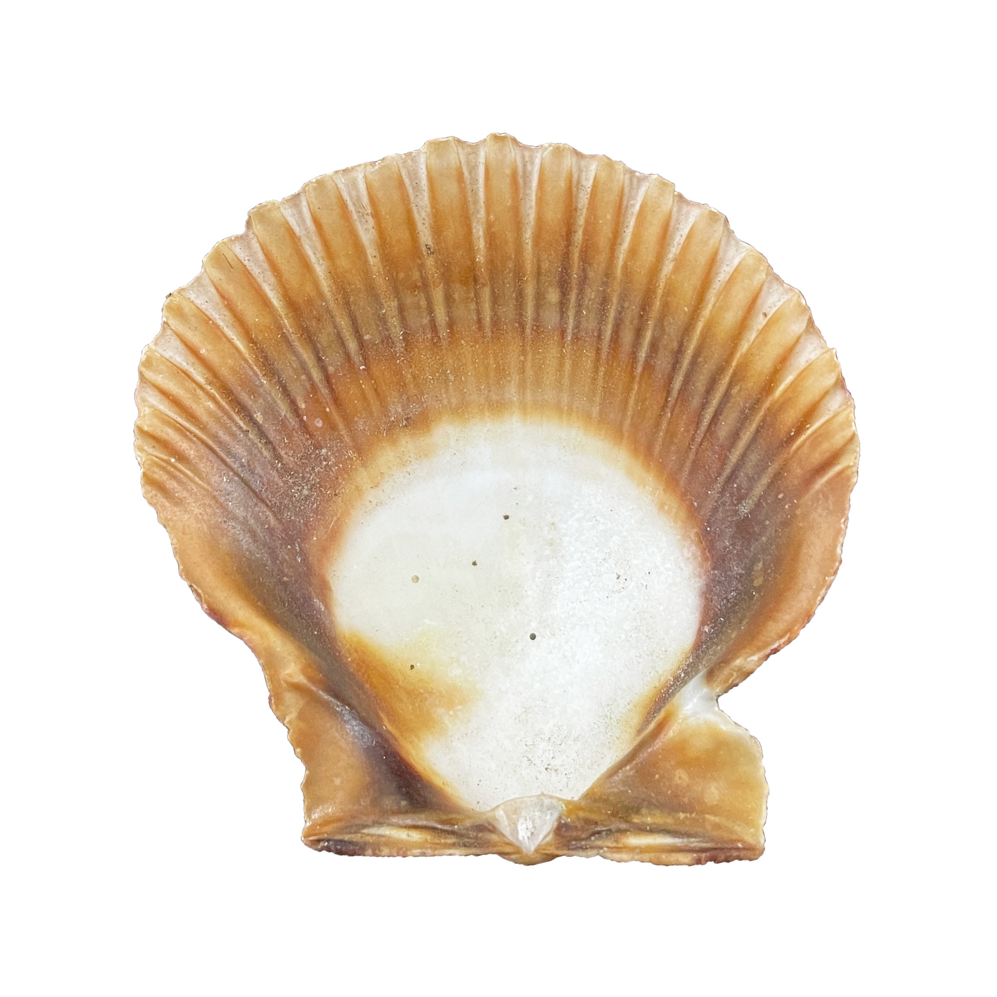Agropecten Irradians Shell