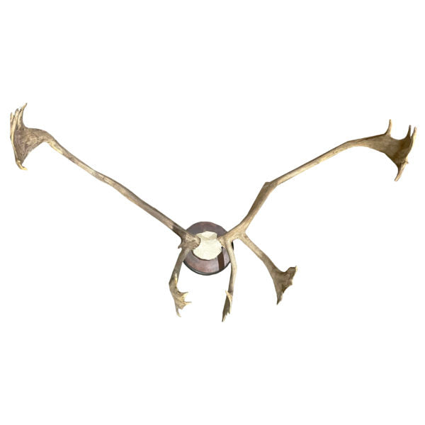 Caribou Antlers