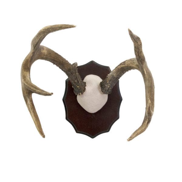 Mule Deer Antlers