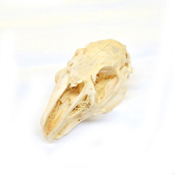 Rabbit Skull