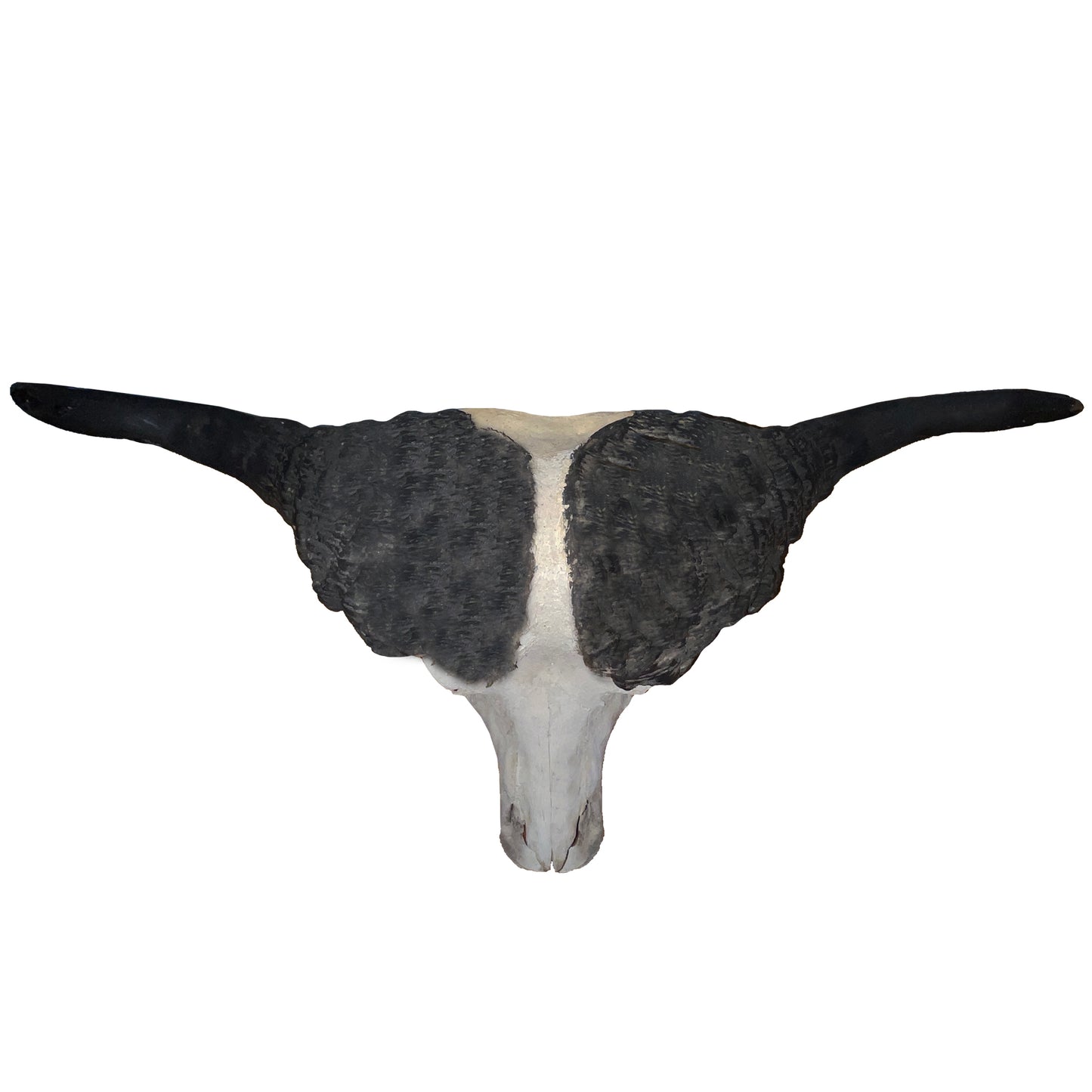 Cape Buffalo