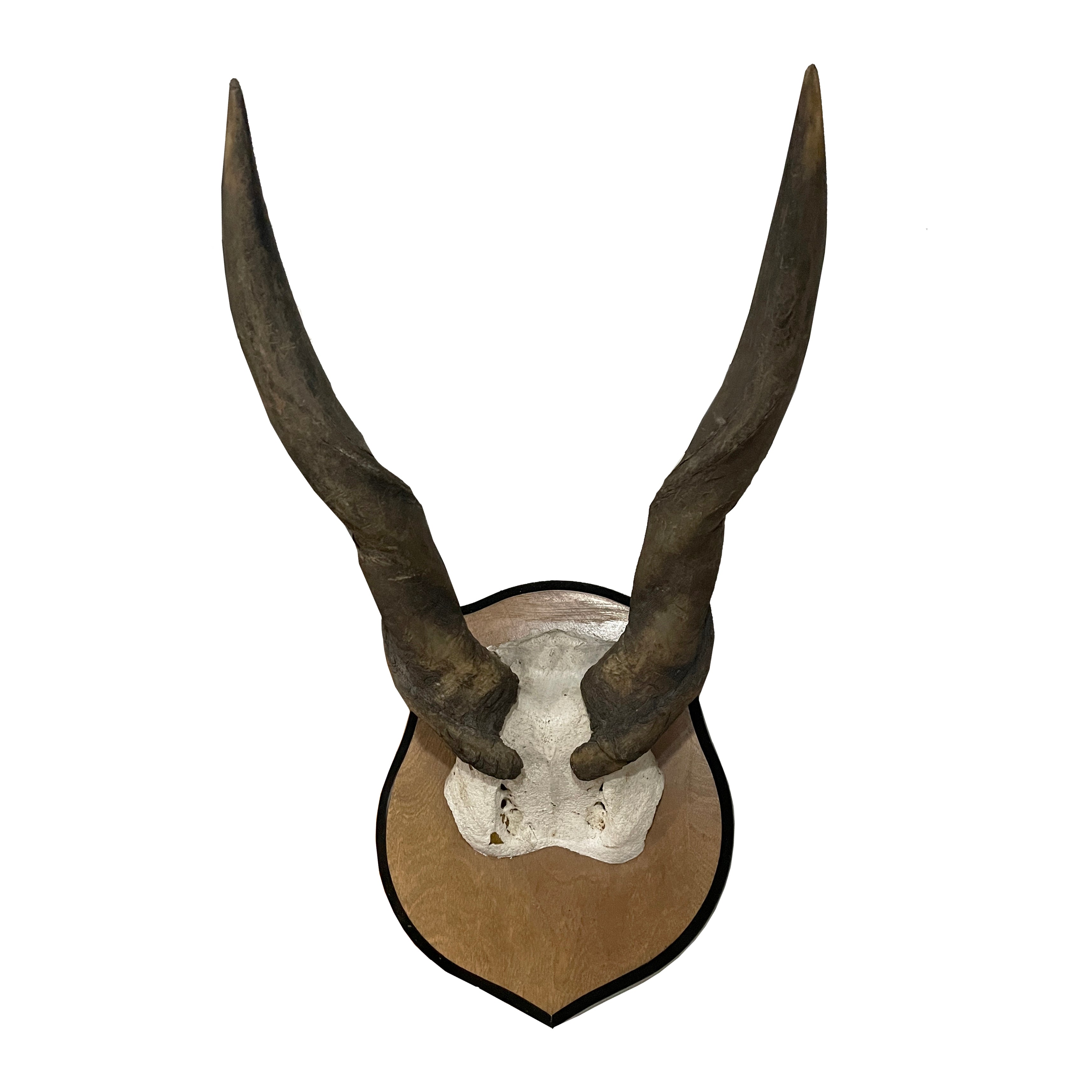 Trophée antilope - cornes antilope ou cornes gazelle Trophée antilope - cornes antilope ou cornes gazelle