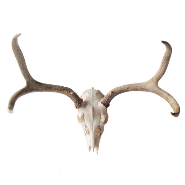 Pearlescent Finish Mule Deer