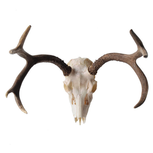 Pearlescent Finish Mule Deer