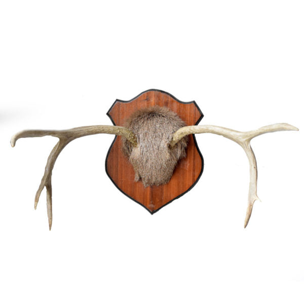 Mule Deer Antlers