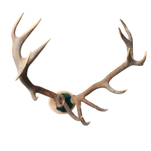 Red Stag