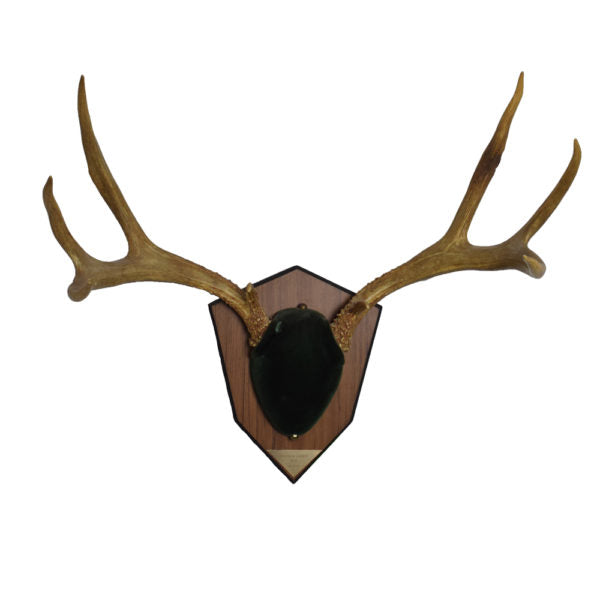 Mule Deer Antlers