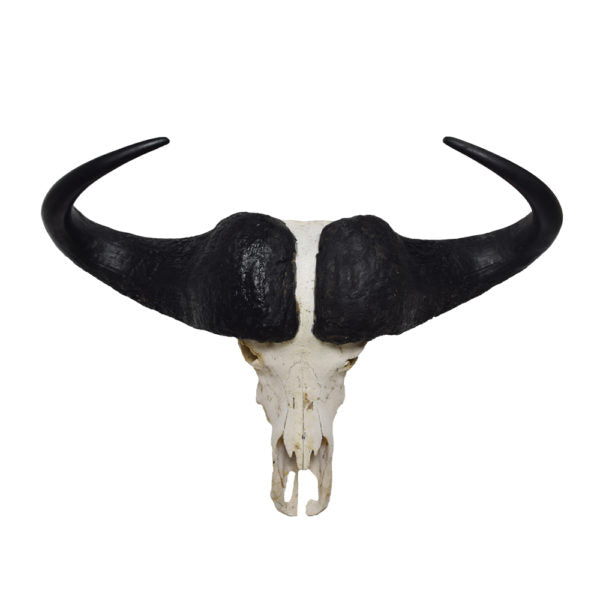 African Cape Buffalo