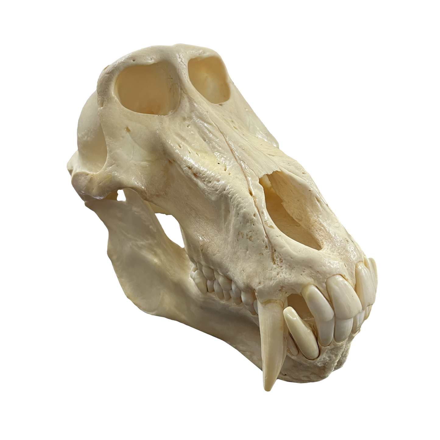 Baboon