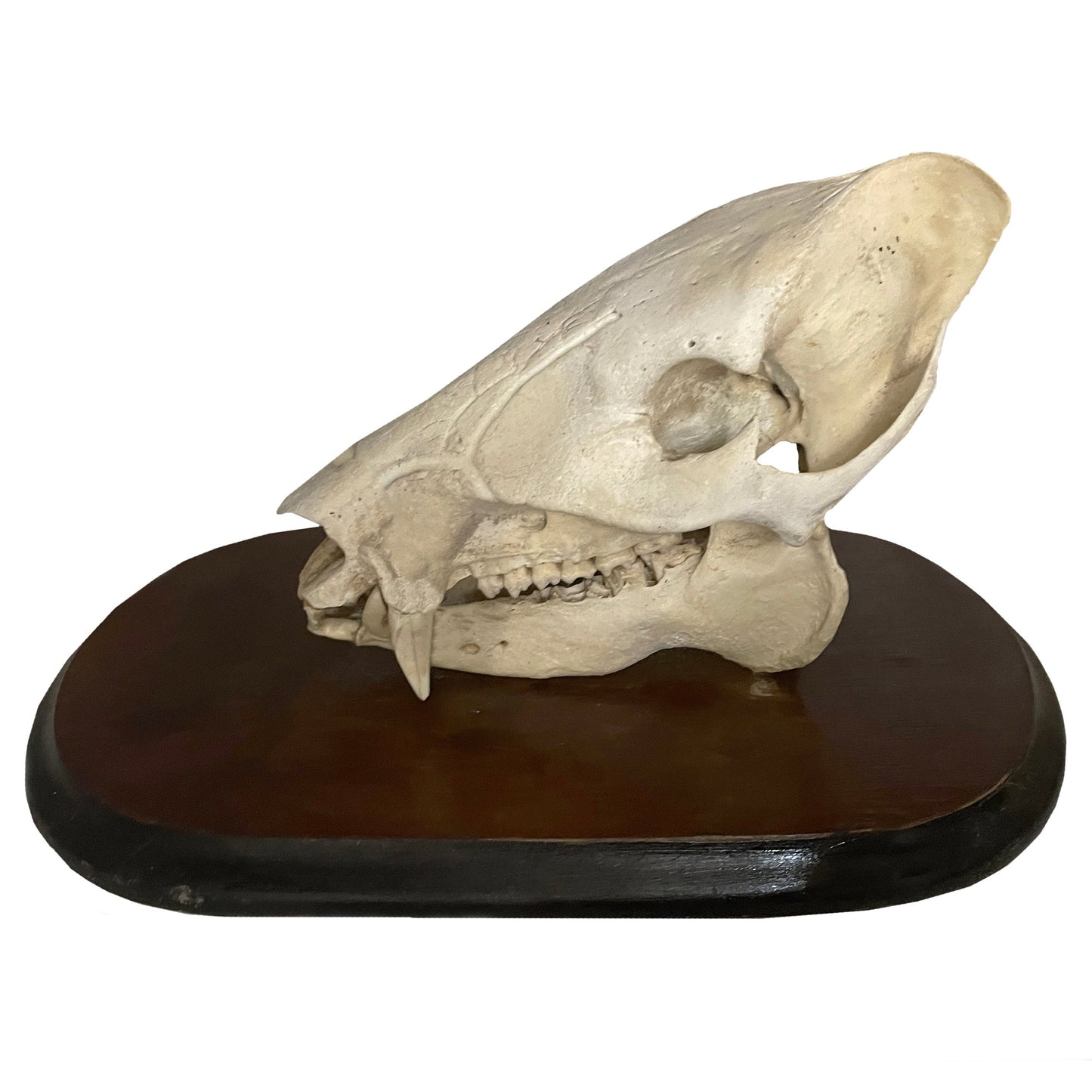 Peccary