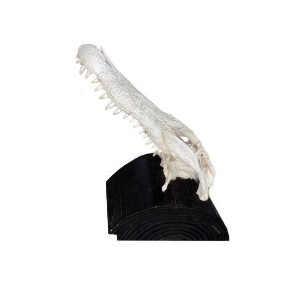 Alligator
