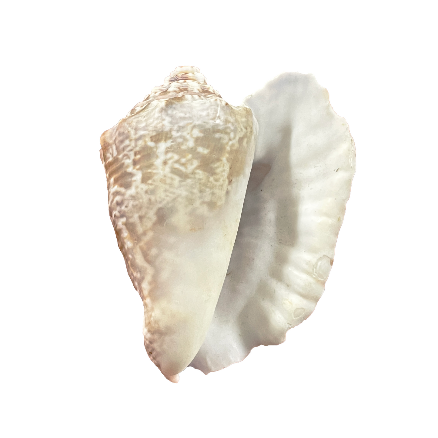 Milk Conch Shell