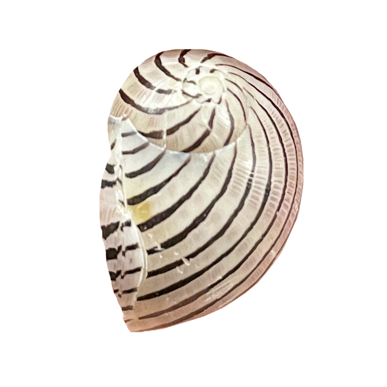 Vittina Shell