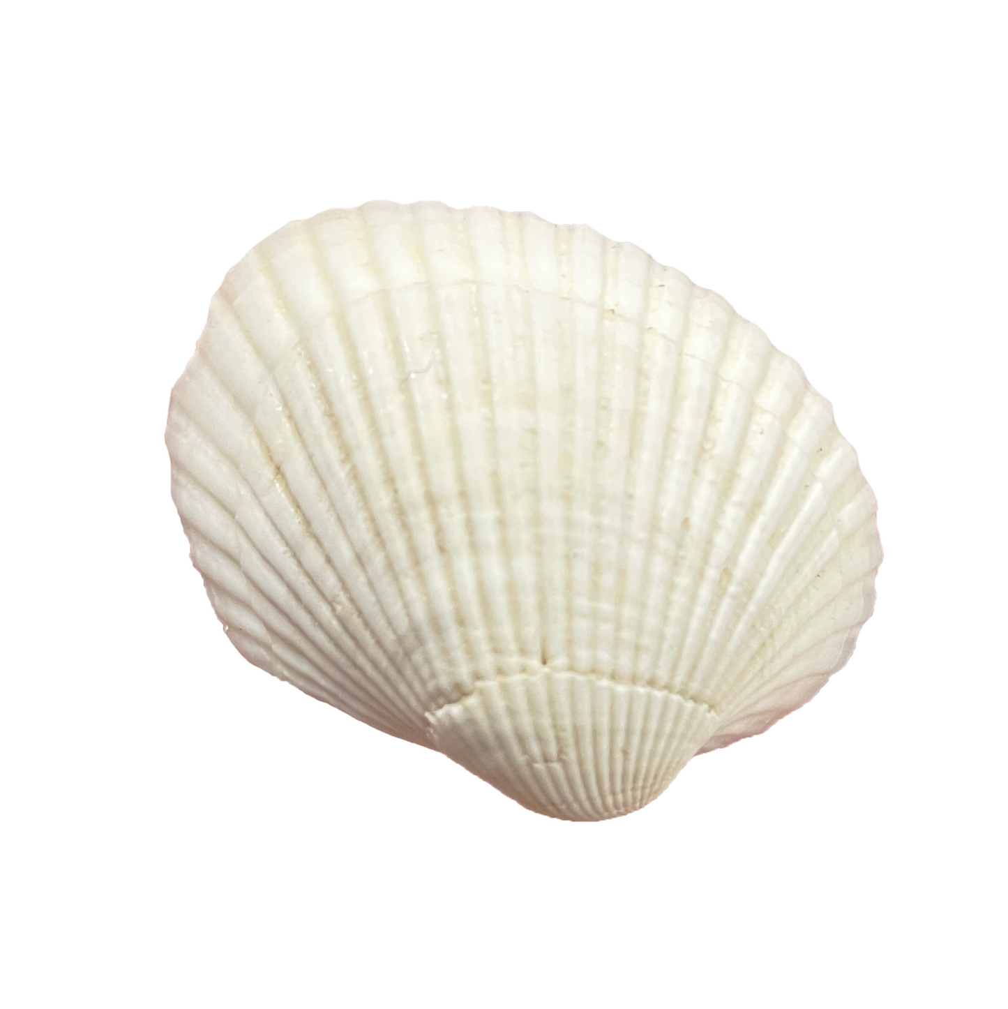 White Ark Shell