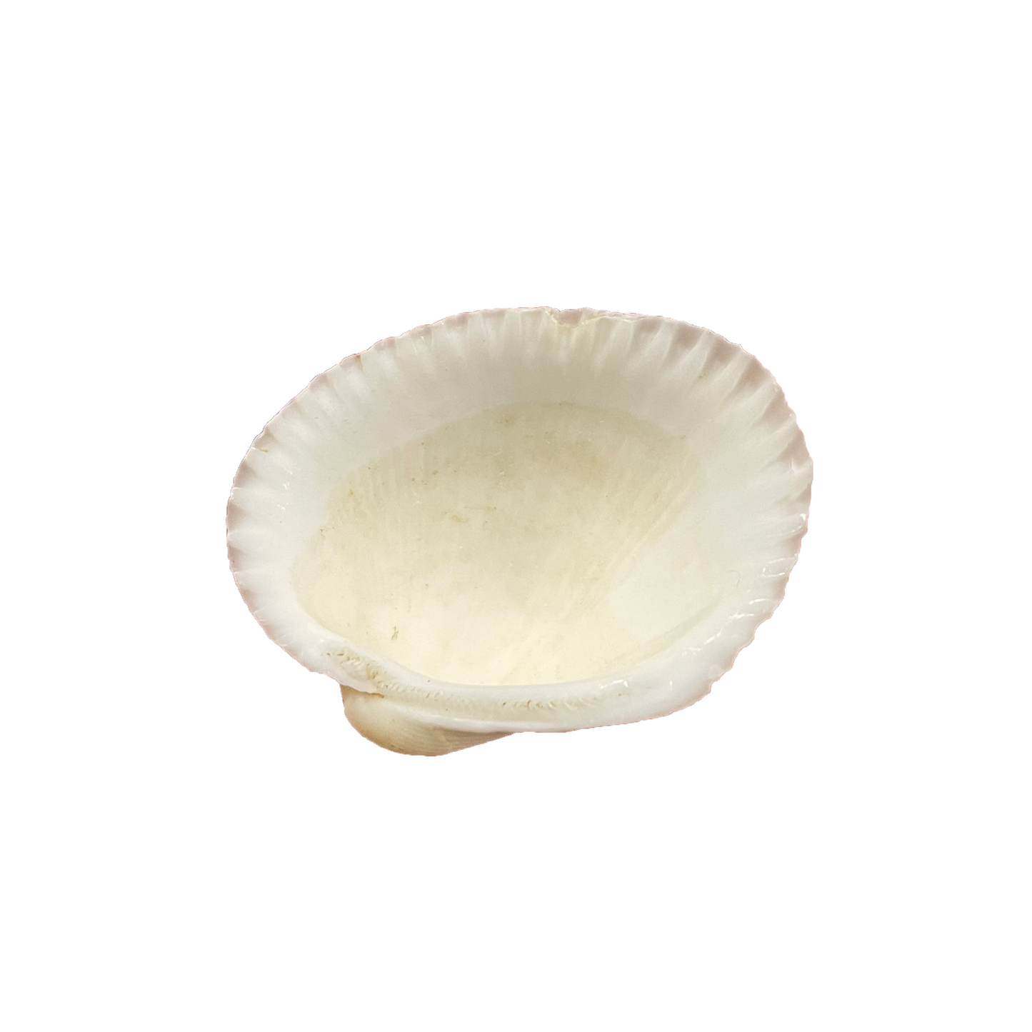 White Ark Shell