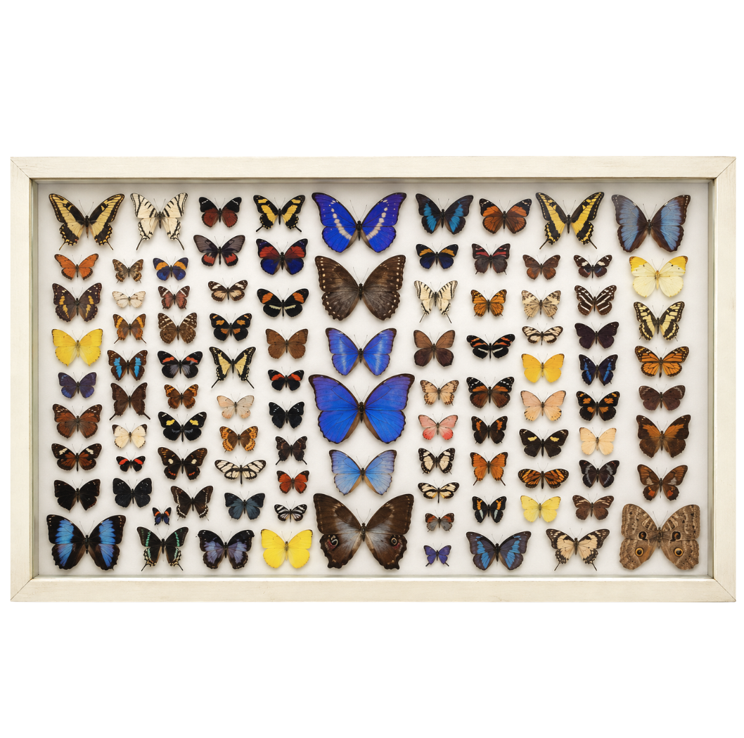 Amazonian Butterfly Collection