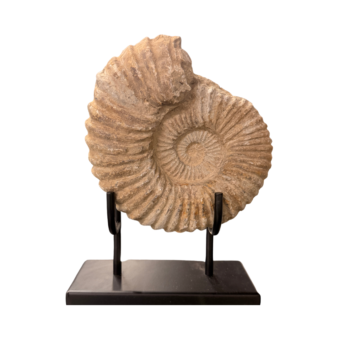 Perisphinctes Ammonite