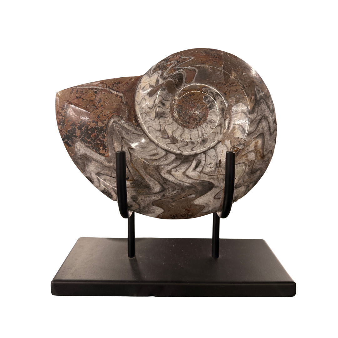 Goniatite Ammonite