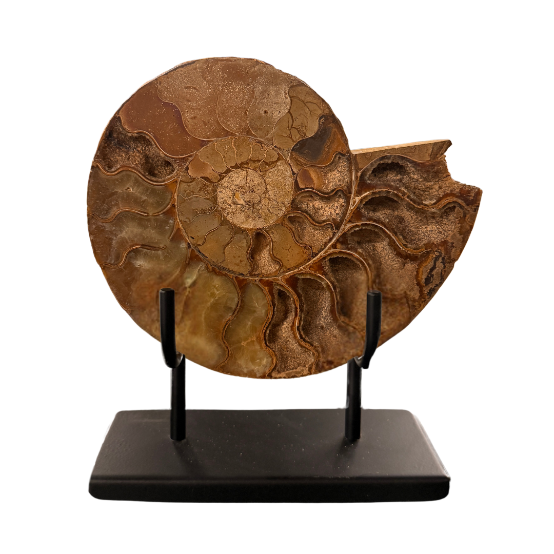 Cleoniceras Ammonite