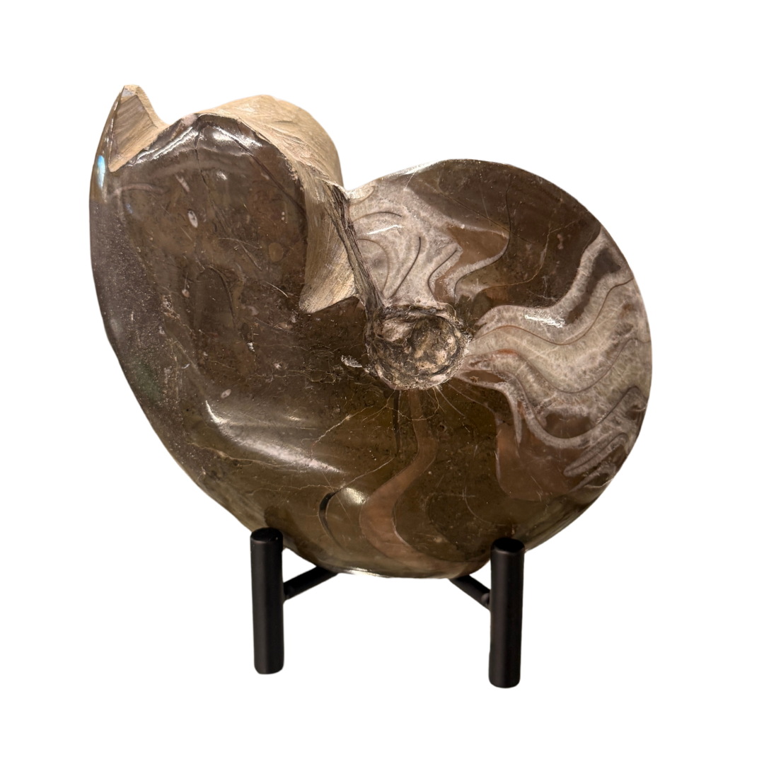 Manticoceras Goniatite Ammonite