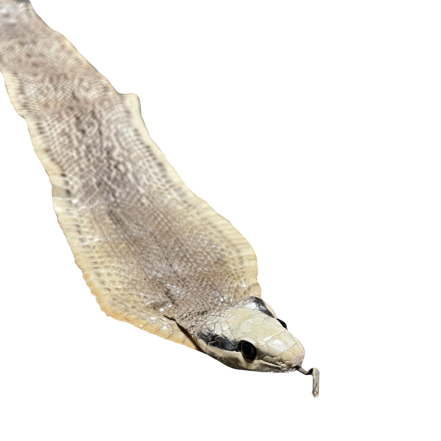Cobra Skin