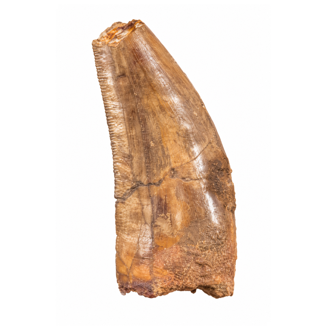 Carcharodontosaurus Tooth