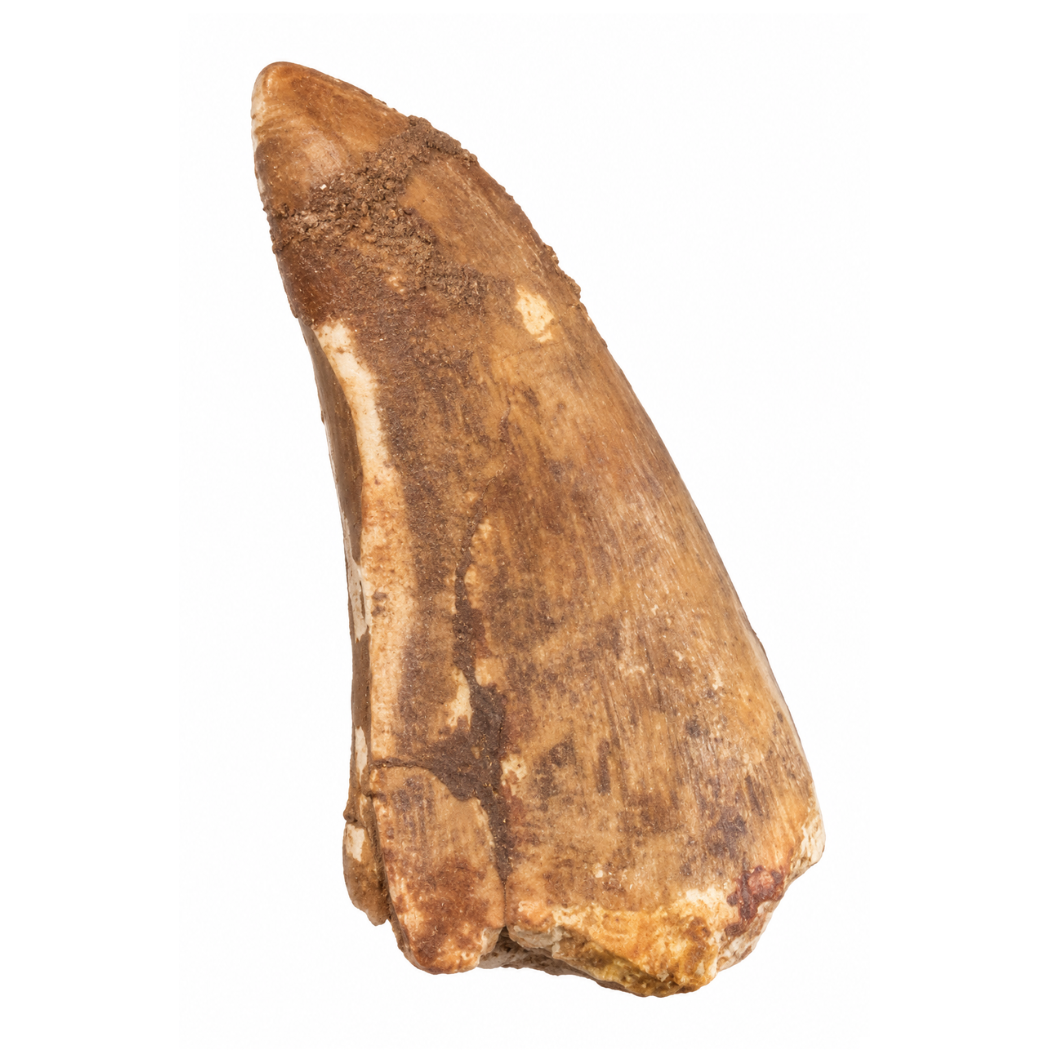 Carcharodontosaurus Tooth