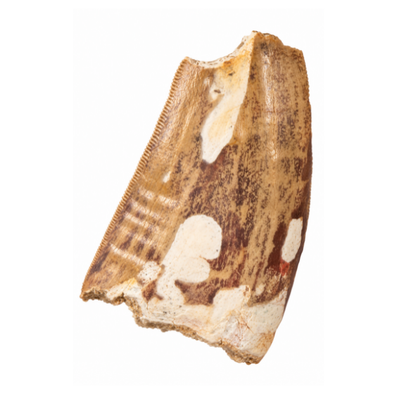 Carcharodontosaurus Tooth