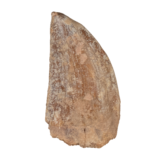 Carcharodontosaurus Tooth
